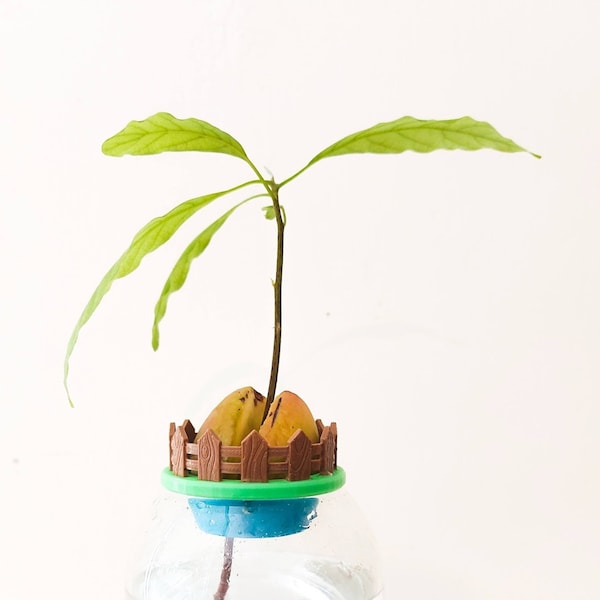 TWO EYF Design Mini Avocado Garden | Avocado Seed Boat | Avocado Seed Sprouter | Avocado Seed Planter