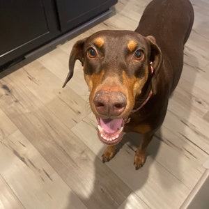 May include: A brown and tan Doberman Pinscher dog with a pink collar is standing on a wood floor. The dog is looking at the camera with its mouth open and tongue sticking out.