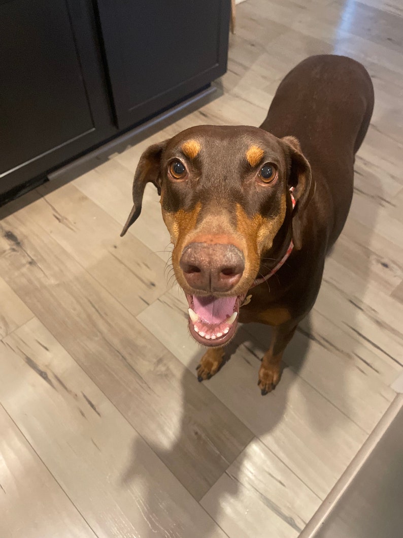 May include: A brown and tan Doberman Pinscher dog with a pink collar is standing on a wood floor. The dog is looking at the camera with its mouth open and tongue sticking out.