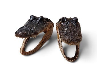 May include: Two preserved alligator heads with dark, textured skin and open jaws displaying sharp, pointed teeth. The specimens are positioned side-by-side, showing the detailed scales on the snouts and the hollow interior of the open mouths.