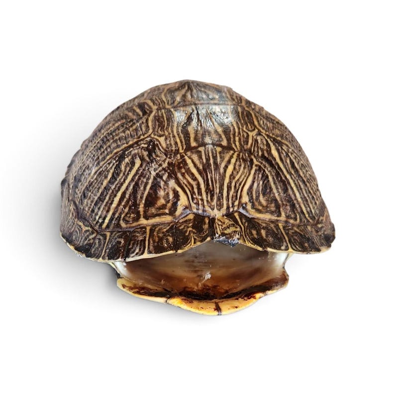 May include: A turtle shell featuring a dark brown and tan patterned surface with intricate, radiating lines across the scutes. The shell has a rounded, domed shape with a smooth, lighter-colored underside visible at the bottom opening.