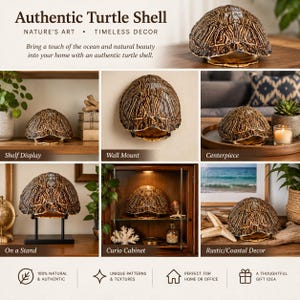 May include: An authentic turtle shell featuring a dark brown and tan patterned surface with a curved, domed shape. The shell is displayed in various settings, including on a black metal stand, mounted on a wall, and as a decorative centerpiece.