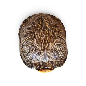 May include: A turtle shell featuring a complex, symmetrical pattern of dark brown and tan lines. The oval-shaped carapace displays intricate, organic markings across its surface, with a smooth, rounded texture and a light yellow underside visible.