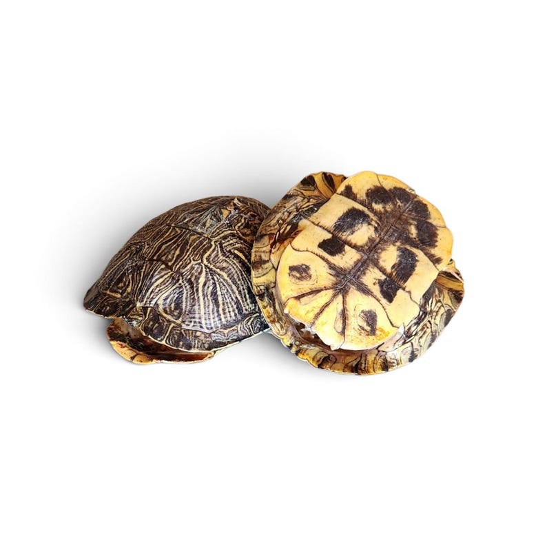 May include: Two turtle shells positioned together. The shell on the left features a dark brown and tan patterned surface with intricate lines. The shell on the right displays a light yellow underside with distinct dark brown, rectangular markings.