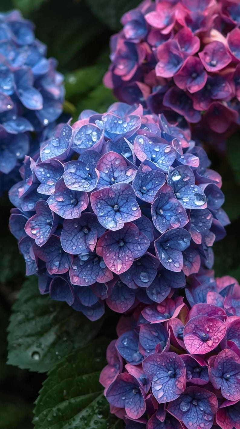 Mixed Hydrangea Seeds - Bush Flower Plant, Perennial Garden & Wedding ...
