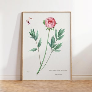 Vintage Peony Botanical Art Print: Antique Floral Poster (Digital Download)