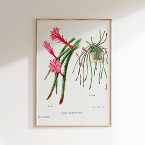 Botanische Kunst Druck, Botanische Wandkunst, Kaktus Poster, Antike botanische Drucke, Vintage Blumendrucke, Wildblumen Druck, digitaler Download