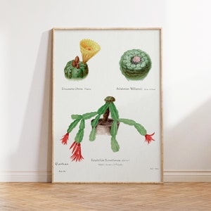 Botanische Kunst Druck, Botanische Wandkunst, Kaktus Poster, Antike botanische Drucke, Vintage Blumendrucke, Wildblumen Druck, digitaler Download