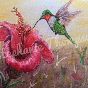 Hibiscus, hummingbird