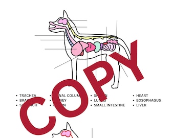 Dog Anatomy - organs, muscles, salivary glands, nerves
