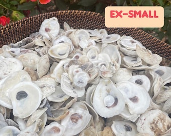 Conchas de ostras pequeñas (1,25-5 cm) – Joyería DIY costera, decoración para bodas en la playa