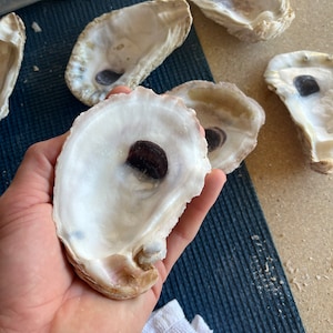 May include: Several oyster shells with a pearlescent white interior and a dark, round spot. The shells are open, revealing their inner surface. The shells are on a blue surface.