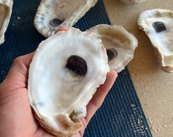 Large 4-5" inch Oyster Shells *Free Shipping*