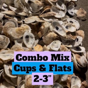 2-3" Oyster Shells, Cups and Flats