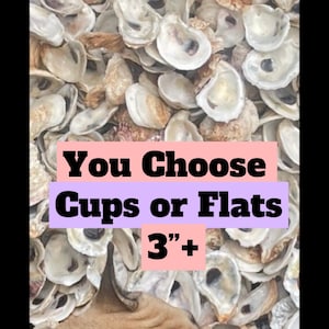 OYSTER SHELLS Cups/Flat 20, 50, 100, 200, 500 *Free Shipping*
