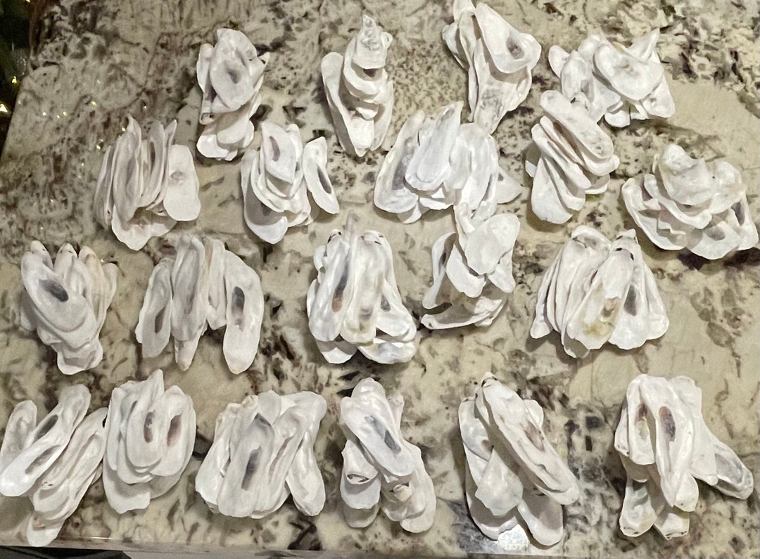 Tall Flat Oyster Shells: Bleached Craft Supply (2-5 Inch) - Etsy