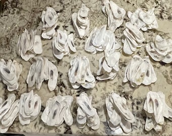 Conchas de ostras altas y planas: Material para manualidades blanqueado (2-5 pulgadas)