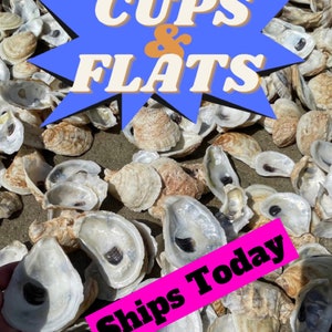 Cups/Flat OYSTER SHELLS 20, 50, 100, 200, 500 *Free Shipping* *bulk* Bleached & Pressure Cleaned!