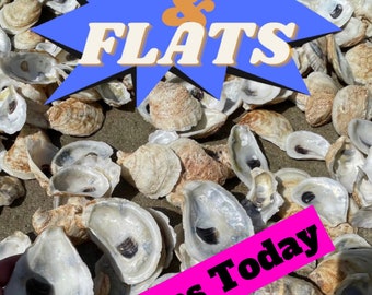 Cups/Flat OYSTER SHELLS 20, 50, 100, 200, 500 *Free Shipping* *bulk* Bleached & Pressure Cleaned!