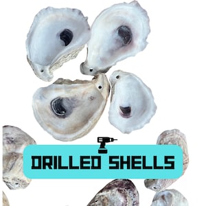 Drilled Oyster Shells - 2-4 inches- Perfect for Crafting