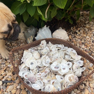 Oyster Shells Small 0.5&quot; - 2&quot; for earrings, necklace, jewelry or crafts