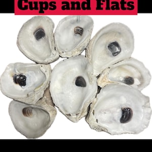 Conchas de ostra COMBO *a granel* 20, 50, 100, 500, 1000 conchas para arte de monogramas de letras DIY/tapices de pared/anillos de servilletas/corchos de vino, etc.Tazas