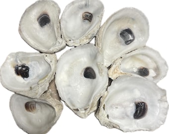 Oyster Shells of COMBO *bulk* 20, 50, 100, 500, 1000 shells for DIY letter monogramming art/ wall hangings/ napkin rings/ wine corks etcCups