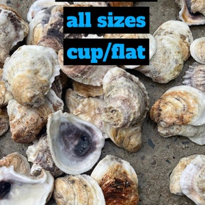 Oyster Shells of variety in bulk 20, 50, 100, 500, 1000 shells for DIY letter monogramming art/ wall hangings/ napkin rings/ wine corks etc