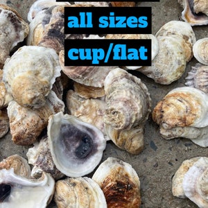 Puede incluir: Una variedad de conchas de ostras en diferentes tamaños y formas, incluyendo tanto variedades de copa como planas. Las conchas son una mezcla de colores blanco, marrón y gris.