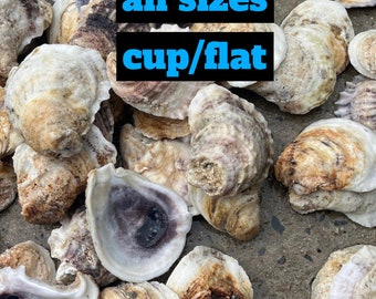 Oyster Shells of variety in bulk 20, 50, 100, 500, 1000 shells for DIY letter monogramming art/ wall hangings/ napkin rings/ wine corks etc