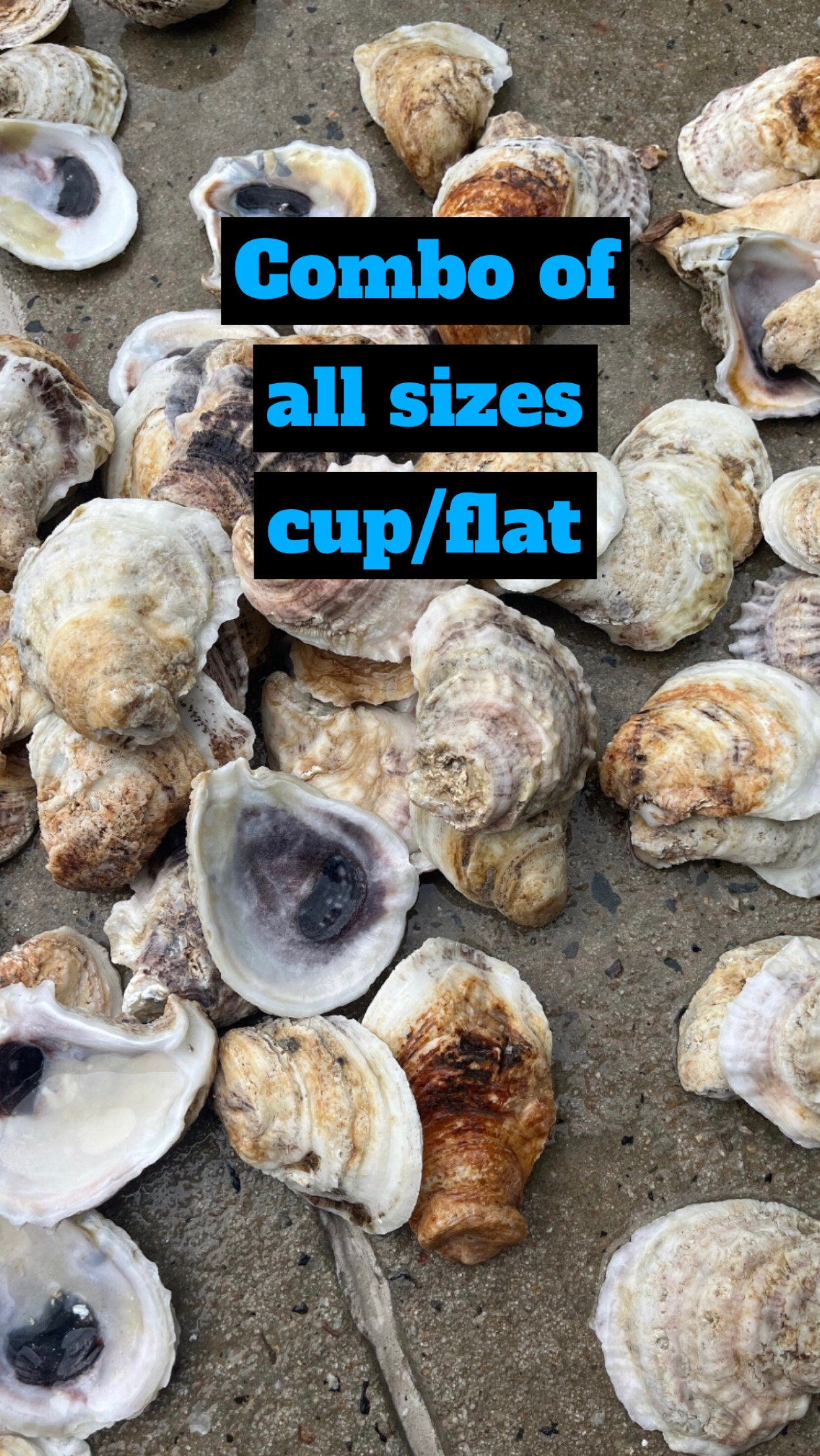 Oyster Shells of variety in bulk 20, 50, 100, 500, 1000 shells for DIY letter monogramming art/ wall hangings/ napkin rings/ wine corks etc