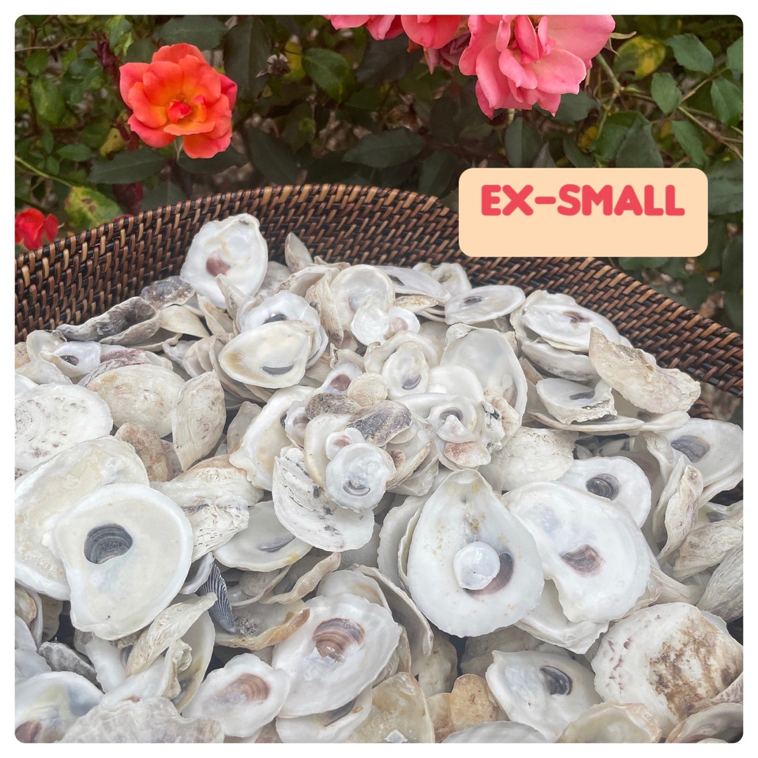 Ex Shell Ex-small Oyster Shells (0.5-2