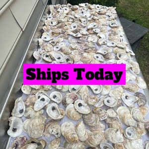 Premium Large Oyster Shells for Fun Crafts and Decor. No Holes/Cracks,  Non-Sharp, Odor Free, Round Shells . (No Sanding/Polishing/Painting) (3-  5 Length) (Assorted - 30PCS) 