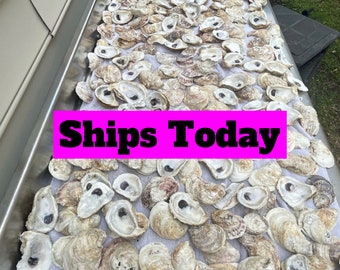 Oyster Shells of COMBO *bulk* 20, 50, 100, 500, 1000 shells for DIY letter monogramming art/ wall hangings/ napkin rings/ wine corks etcCups