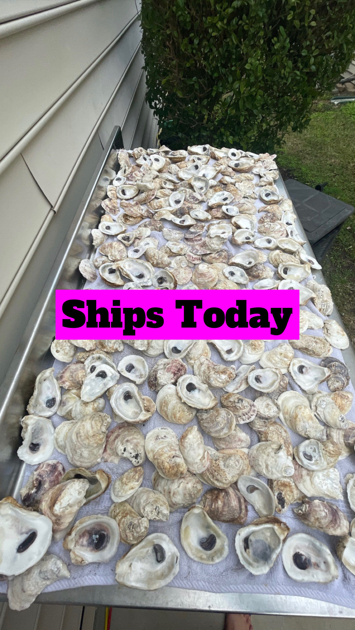 Buy live deals oysters with pearls