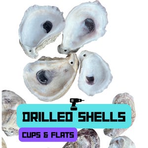 Drilled Oyster Shells - Cups & Flats - Perfect for Crafting