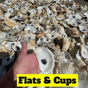 Cups/Flat OYSTER SHELLS 20, 50, 100, 200, 500 *Free Shipping* *bulk* Bleached & Pressure Cleaned!