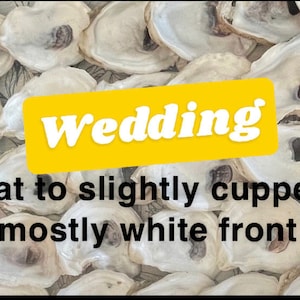 May include: An assortment of mostly white oyster shells, flat to slightly cupped, with a yellow banner reading "wedding". The shells have a natural, organic look, ideal for crafting or decorative purposes.