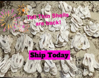 Thin Tall Flat or Long Flat Oyster Shells *Free Shipping*