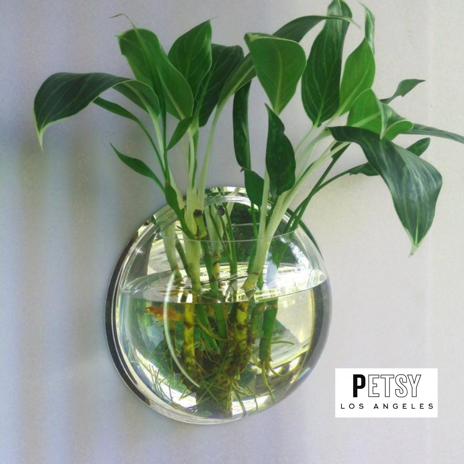 Mount Fish Tank, Fish Bowl Wall Mount, Fish Bowl, Fish Tank, Goldfish