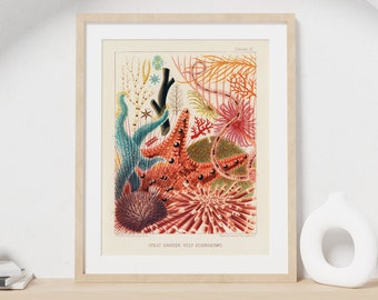 Echinoderms Print | Great Barrier Reef Vintage Wall Art