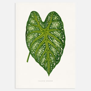Può includere: Un'illustrazione botanica di una foglia di Caladium Mirabile verde e bianca a forma di cuore.