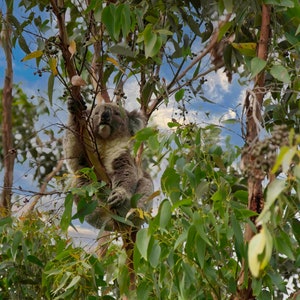 Koala in a tree,Koala bear,Koala eating print,Koala decor,Koala canvas print,Eucalyptus tree,Koala in a gumtree,Aussie Icon,Australian Koala image 1