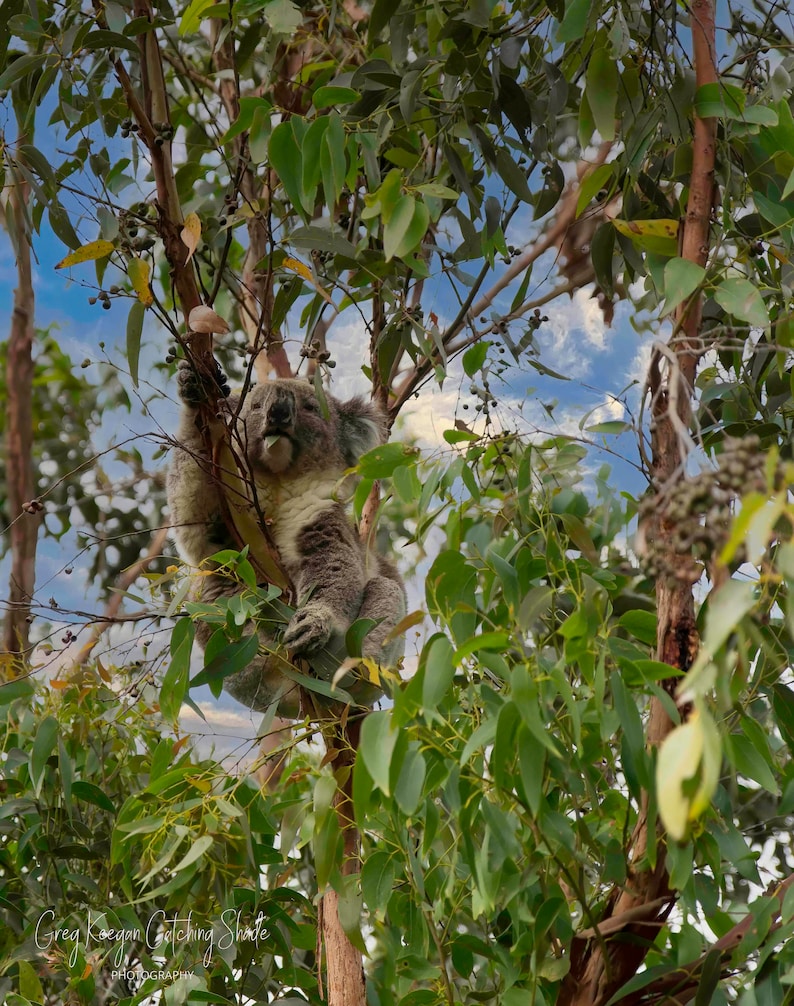 Koala in a tree,Koala bear,Koala eating print,Koala decor,Koala canvas print,Eucalyptus tree,Koala in a gumtree,Aussie Icon,Australian Koala image 1