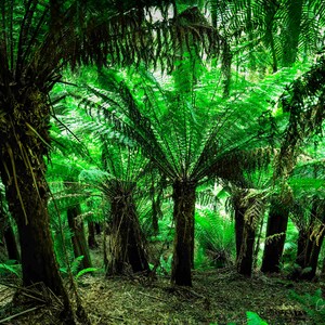 Kunst aan de muur, Otway prenten, Forrest kamer decor, Mancave kunst decor, Canvas art prints, Varenboom, Lady fern, Huishoudelijke kunst, Regenwoud decor