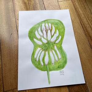 Clover’s flower
