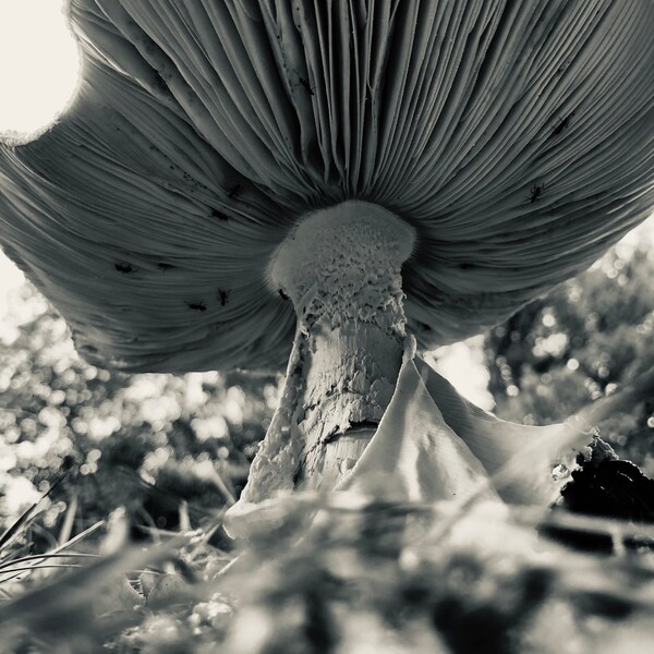 Mushroom with ants nature photography/ black and white
