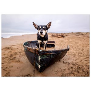 Australian Working Kelpie Poster on the Beach – Dog Photography in a Boat | Coastal Wall Art | Funny Dog Scene | Nature Wall Decor | A4 A3 A2 A1
