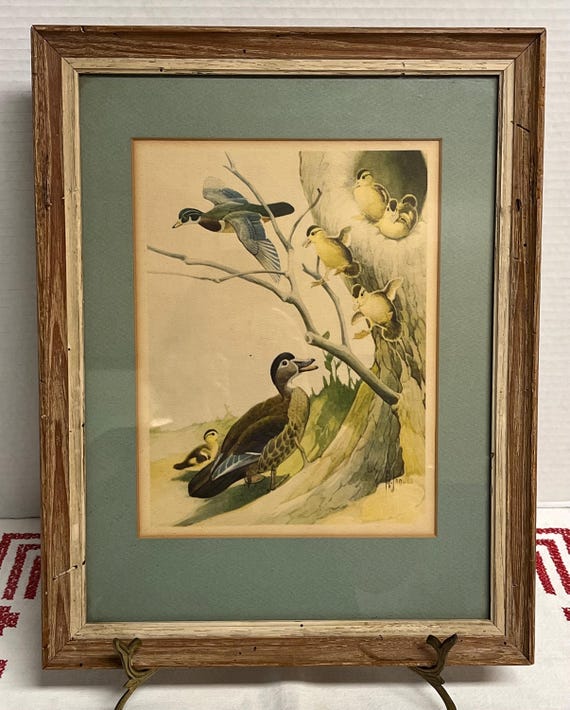 Mid Century framed watercolor print of wood ducks by Francis Lee Jaques signed