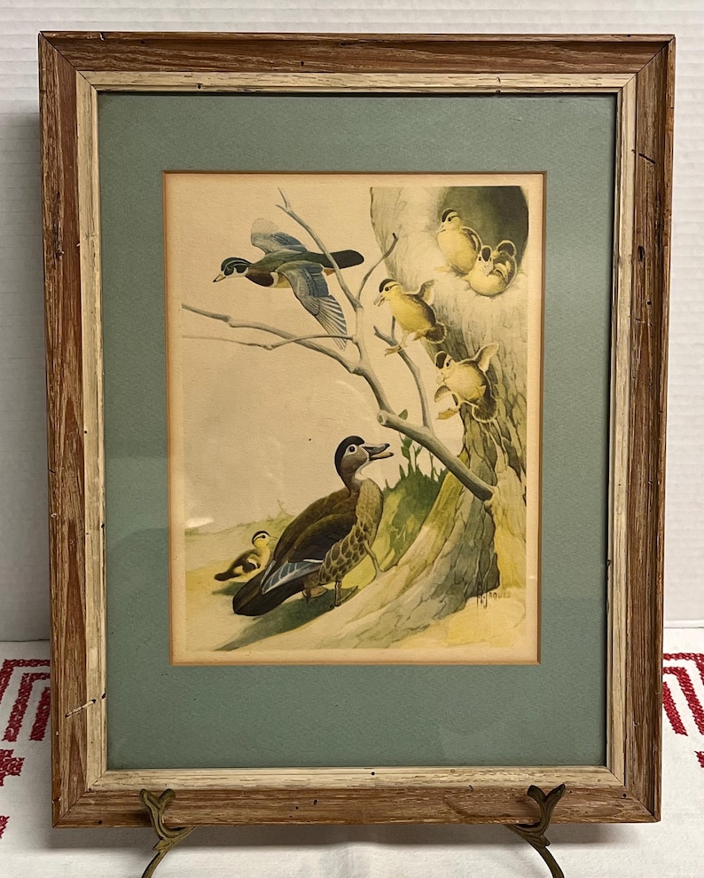 Mid Century framed watercolor print of wood ducks by Francis Lee Jaques signed, vintage wall art